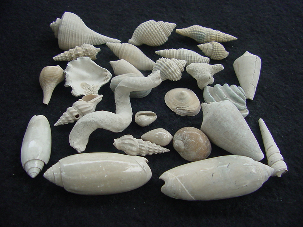 Fossil shell collections small sea shells 25 pieces sp 79