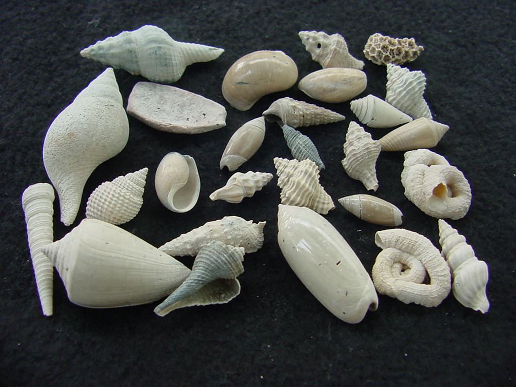 Fossil shell collections small sea shells 25 pieces sp 80