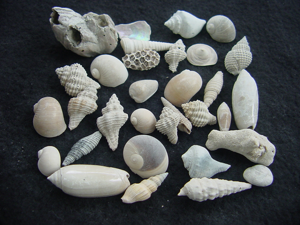 Fossil shell collections small sea shells 25 pieces sp 81