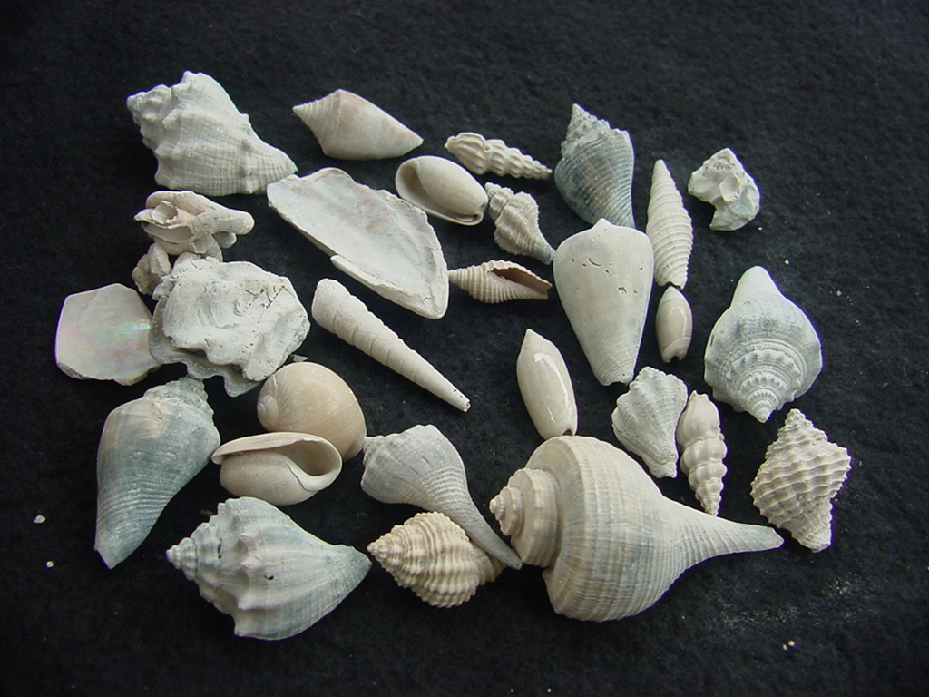 Fossil shell collections small sea shells 25 pieces sp 82