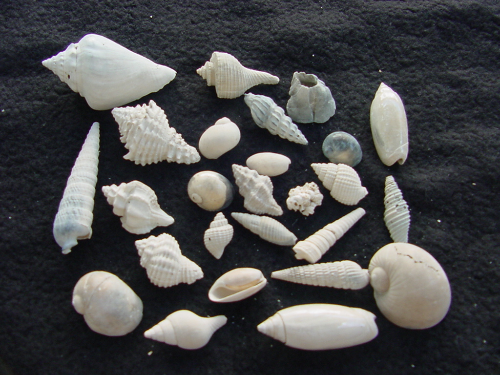 Fossil shell collections small sea shells 25 pieces sp 83