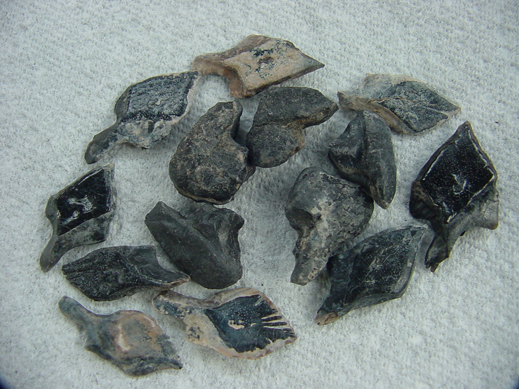 10 fossil garfish scales & 5 fossil tilly bones pack 1