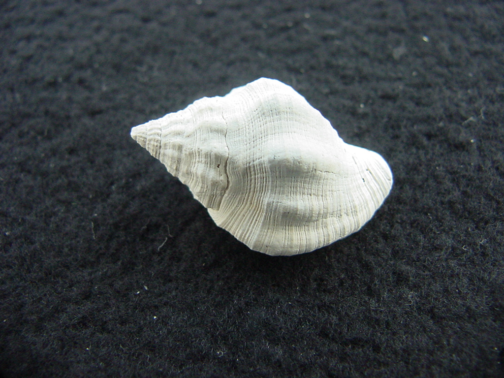 Gemophos maxwelli fossil shell gastropod mollusk