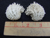 Fossil bivalve shell arcinella cornuta jewel box jb2