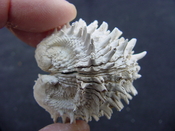 Fossil bivalve shell arcinella cornuta jewel box jb2