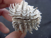 Fossil bivalve shell arcinella cornuta jewel box jb6