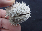 Fossil bivalve shell arcinella cornuta jewel box jb6