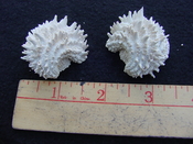 Fossil bivalve shell arcinella cornuta jewel box jb8
