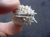 Fossil bivalve shell arcinella cornuta jewel box jb5