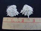Fossil bivalve shell arcinella cornuta jewel box jb5