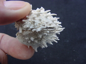 Fossil bivalve shell arcinella cornuta jewel box jb4