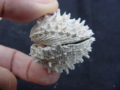 Fossil bivalve shell arcinella cornuta jewel box jb3