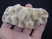 Manicina areolata fossil rose coral ma3