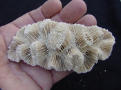 Manicina areolata fossil rose coral ma3