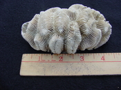 Manicina areolata fossil rose coral ma4