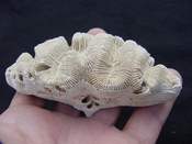 Manicina areolata fossil rose coral ma4
