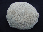Extinct fossil Dichocoenia caloosahatcheensis coral dc1