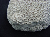 Extinct fossil Dichocoenia caloosahatcheensis coral dc1
