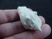 Fossil Strombus aldrichi miocene small rare strombus sa1