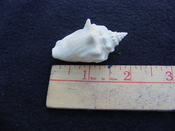 Fossil Strombus aldrichi miocene small rare strombus sa4