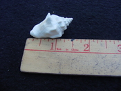 Fossil Strombus aldrichi miocene small rare strombus sa6