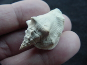 Fossil Strombus aldrichi miocene small rare strombus sa3
