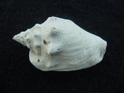 Fossil Strombus aldrichi miocene small rare strombus sa3