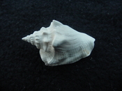 Fossil Strombus aldrichi miocene small rare strombus sa2