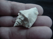 Fossil Strombus aldrichi miocene small rare strombus sa2