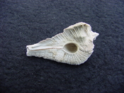 Fossil Subpterynotus cf. textilis murex muricidae st46