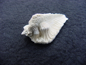 Fossil Subpterynotus cf. textilis murex muricidae st46