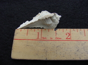 Fossil Subpterynotus cf. textilis murex muricidae st43