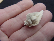 Fossil Subpterynotus cf. textilis murex muricidae st41