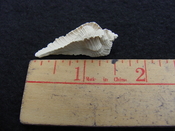 Fossil Subpterynotus cf. textilis murex muricidae st41
