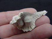 Fossil Subpterynotus cf. textilis murex muricidae st45