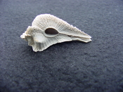 Fossil Subpterynotus cf. textilis murex muricidae st38