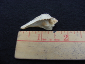 Fossil Subpterynotus cf. textilis murex muricidae st38