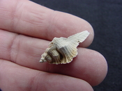 Fossil Subpterynotus cf. textilis murex muricidae st39