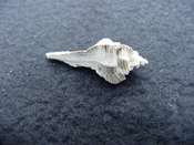 Fossil Subpterynotus cf. textilis murex muricidae st39