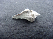 Fossil Subpterynotus cf. textilis murex muricidae st11