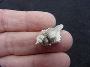 Fossil Subpterynotus cf. textilis murex muricidae st11