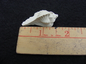 Fossil Subpterynotus cf. textilis murex muricidae st42