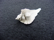Fossil Subpterynotus cf. textilis murex muricidae st40