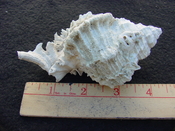 Fossil Murex Shell Phyllonotus evergladesensis pe1
