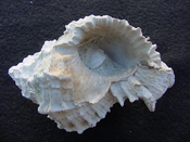 Fossil Murex Shell Phyllonotus evergladesensis pe1