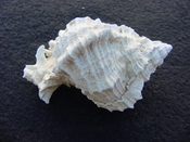 Fossil Murex Shell Phyllonotus evergladesensis pe2