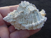 Fossil Murex Shell Phyllonotus evergladesensis pe2
