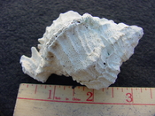 Fossil Murex Shell Phyllonotus evergladesensis pe4