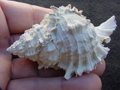 Fossil Muricidae Murex Shell Phyllonotus labelleensis pl3
