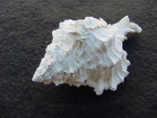 Fossil Muricidae Murex Shell Phyllonotus labelleensis pl1